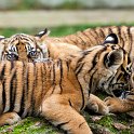 slides/IMG_0071.jpg sumatran, tiger, cub, wildlife, feline, big cat, cat, predator, fur, marking, stripe, eye WBCW103 - Sumatran Tiger Cubs